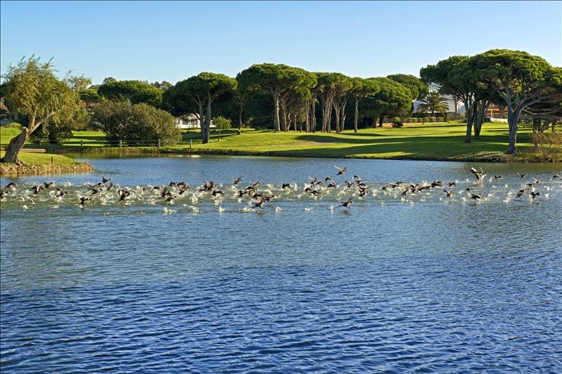 IBSTAR_GSP_IB_GOLF_D0000_013