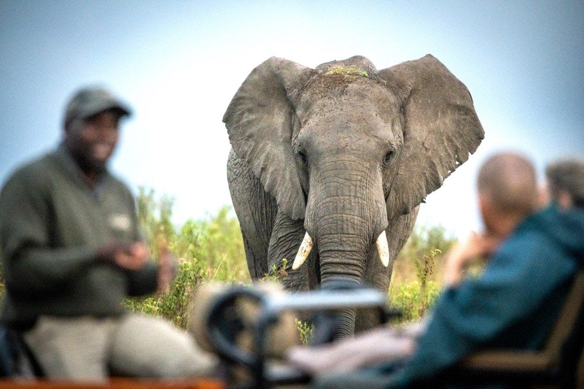 Game Drive Safari Gondwana golfreis golfarrangementje zuid afrika (4)