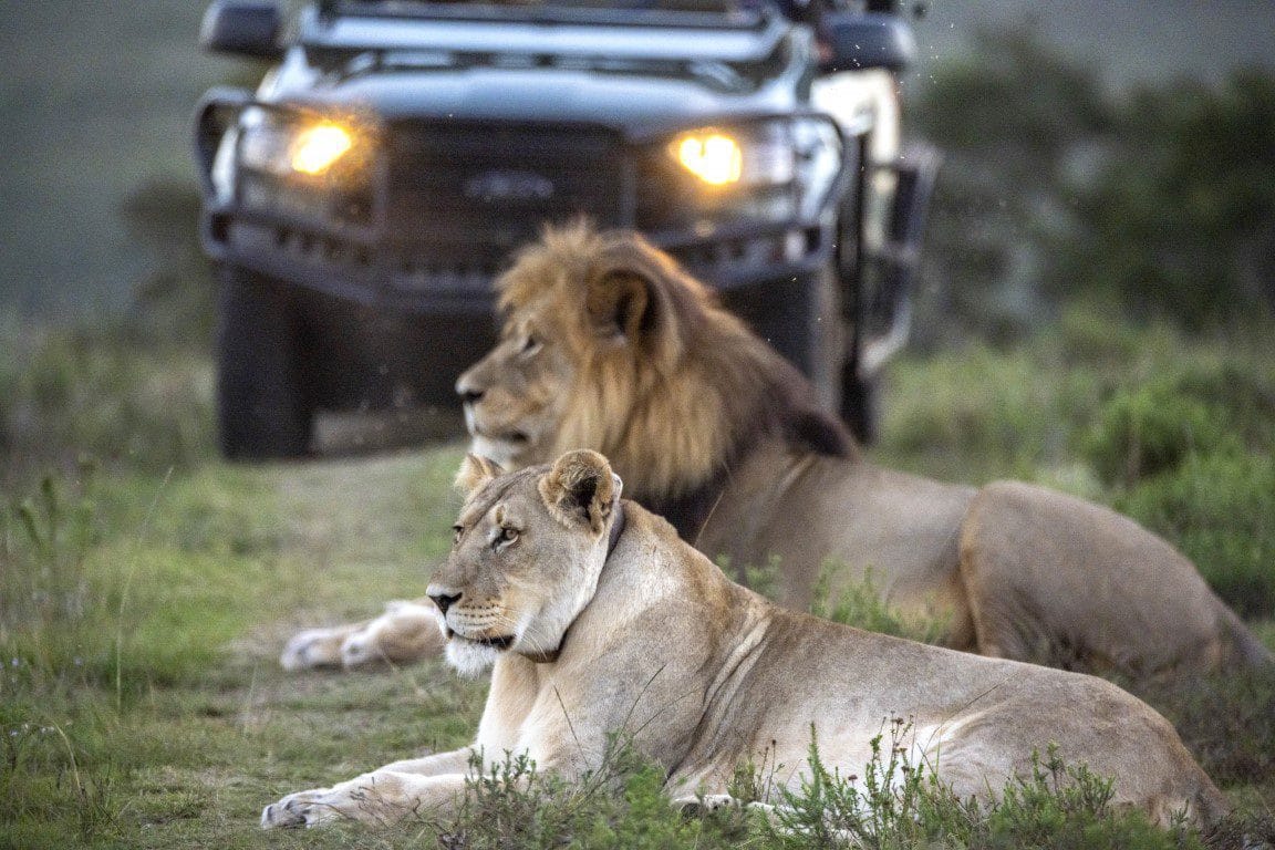 Game Drive Safari Gondwana golfreis golfarrangementje zuid afrika (5)