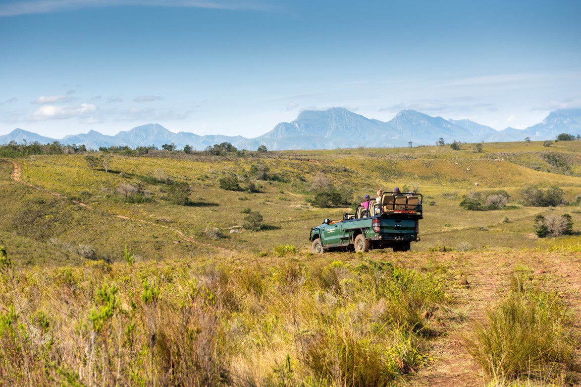 Game Drive Safari Gondwana golfreis golfarrangementje zuid afrika (7)