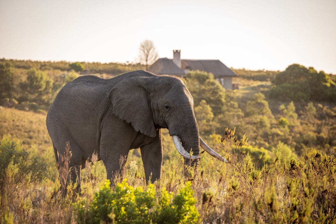 Kwena Villas Gondwana golfreis zuid afrika golfarrangementje (1 (7)