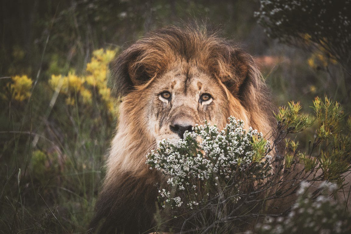 Safari Gondwana golfreis golfarrangementje zuid afrika (1)