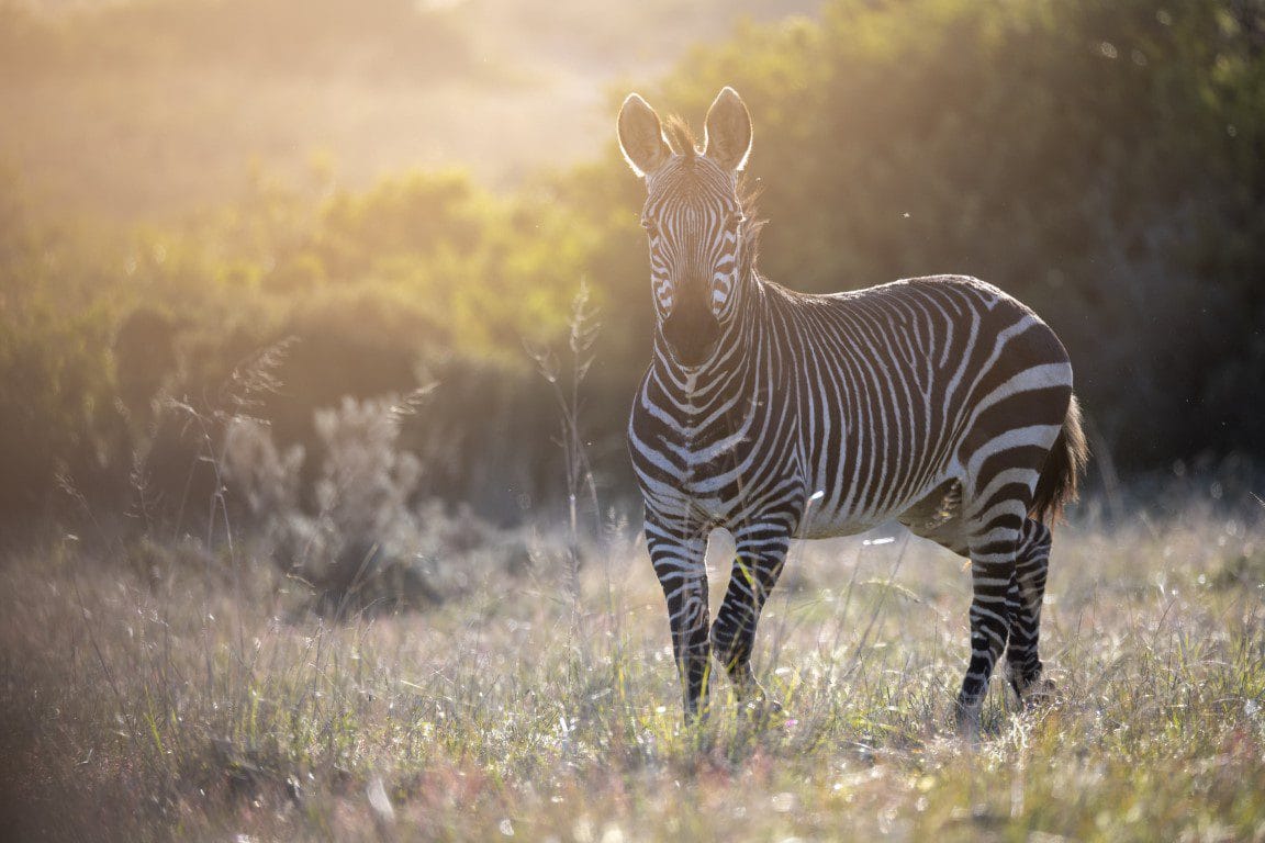 Safari Gondwana golfreis golfarrangementje zuid afrika (3)