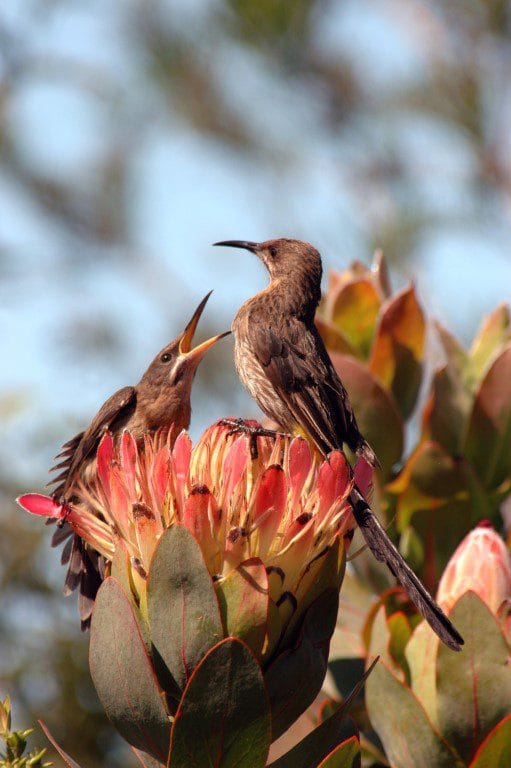 Safari Gondwana golfreis golfarrangementje zuid afrika (4)