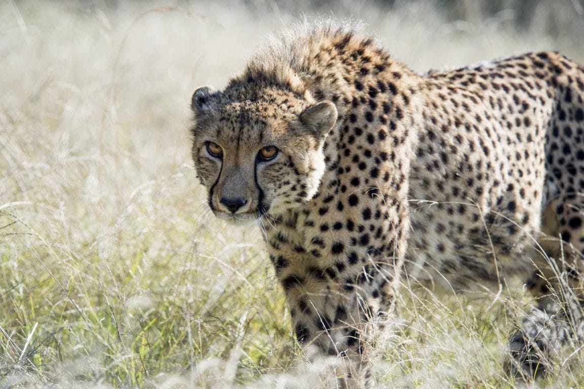 Safari Gondwana golfreis golfarrangementje zuid afrika (5)