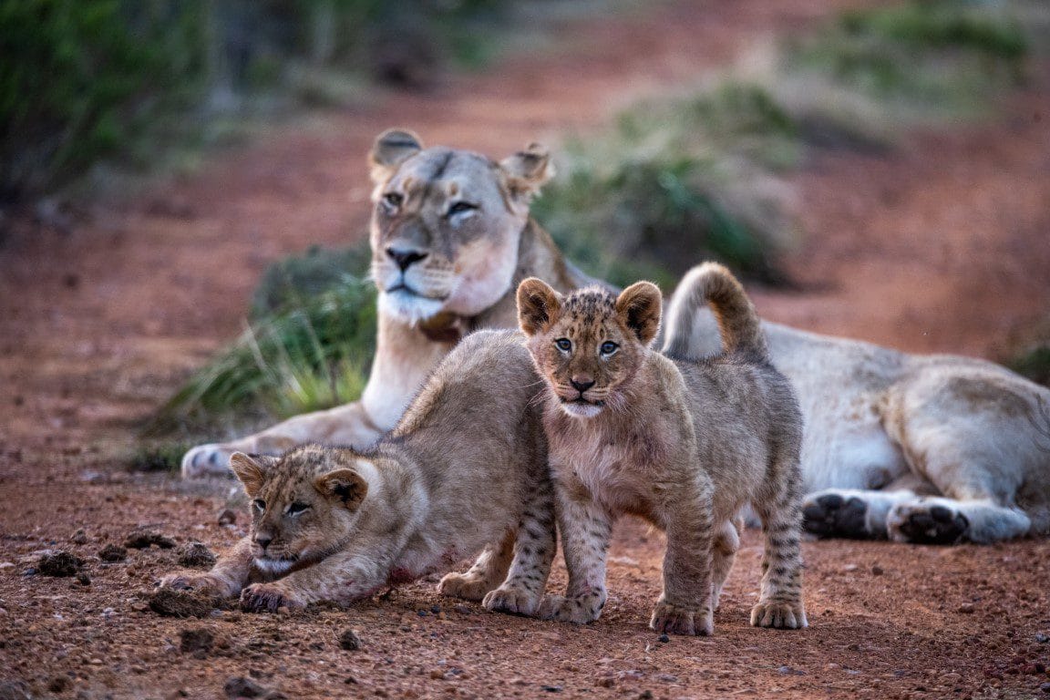 Safari Gondwana golfreis golfarrangementje zuid afrika (9)